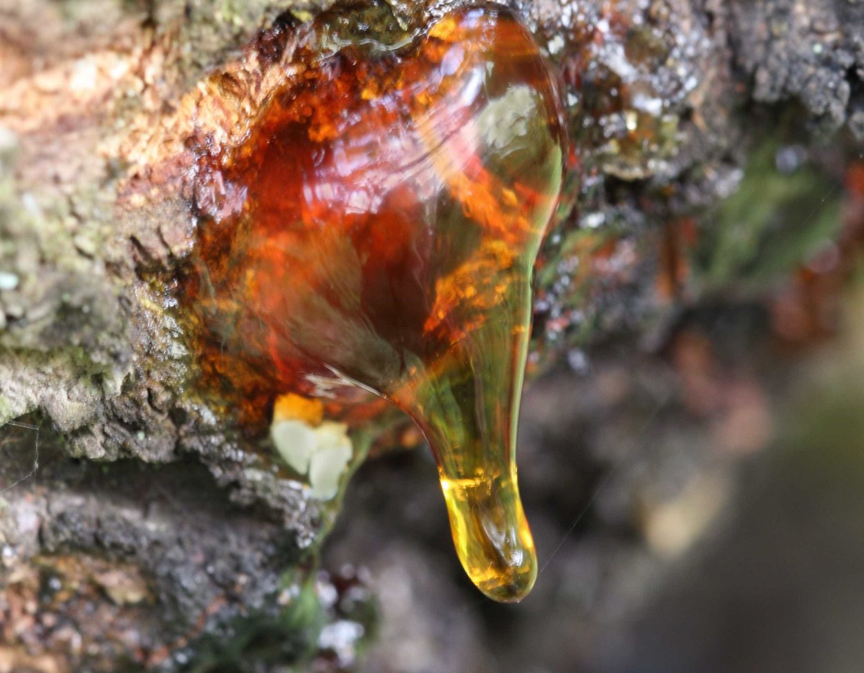 Жидкий янтарь