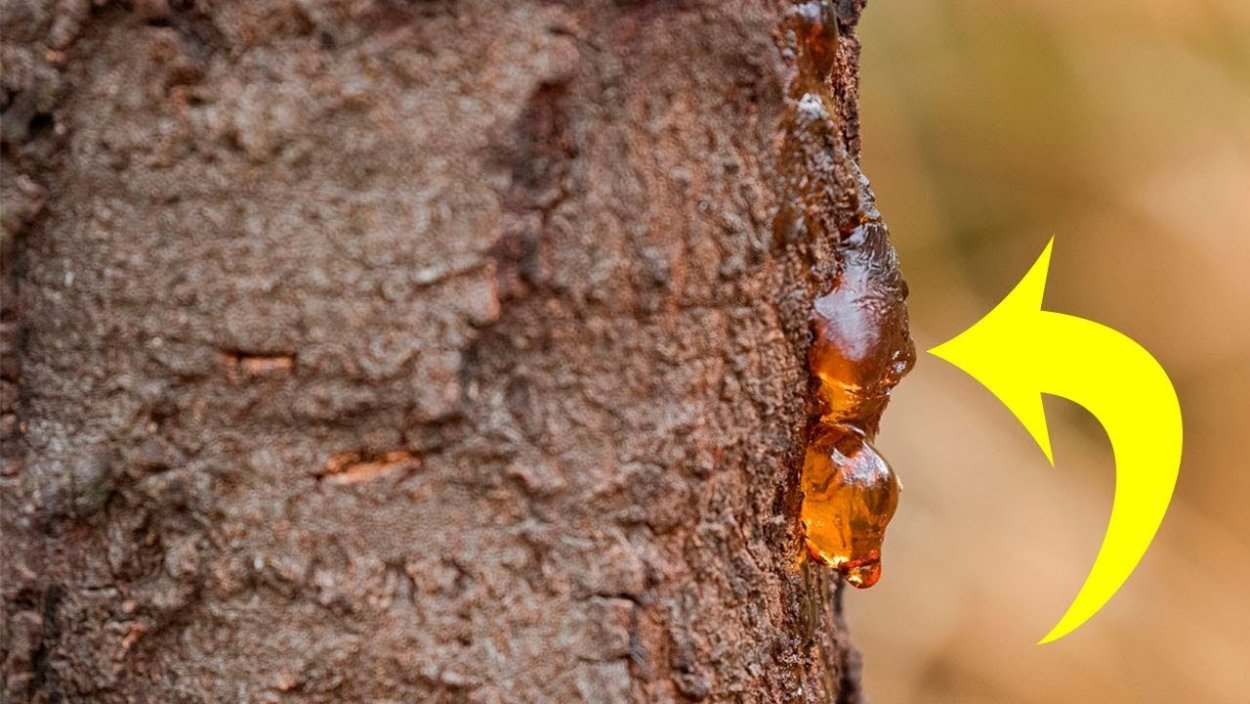 Камеди и смолы