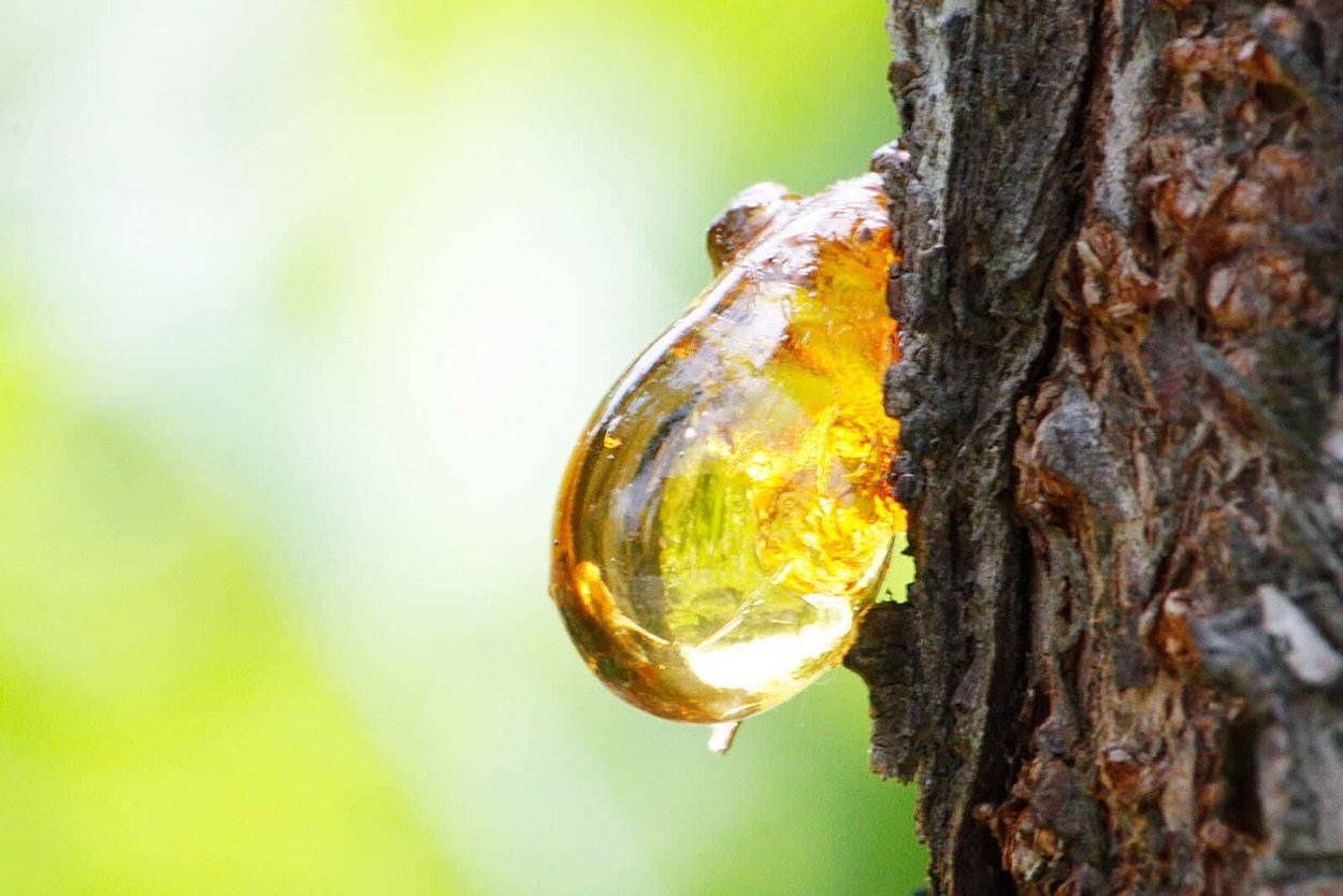 Смола сосны
