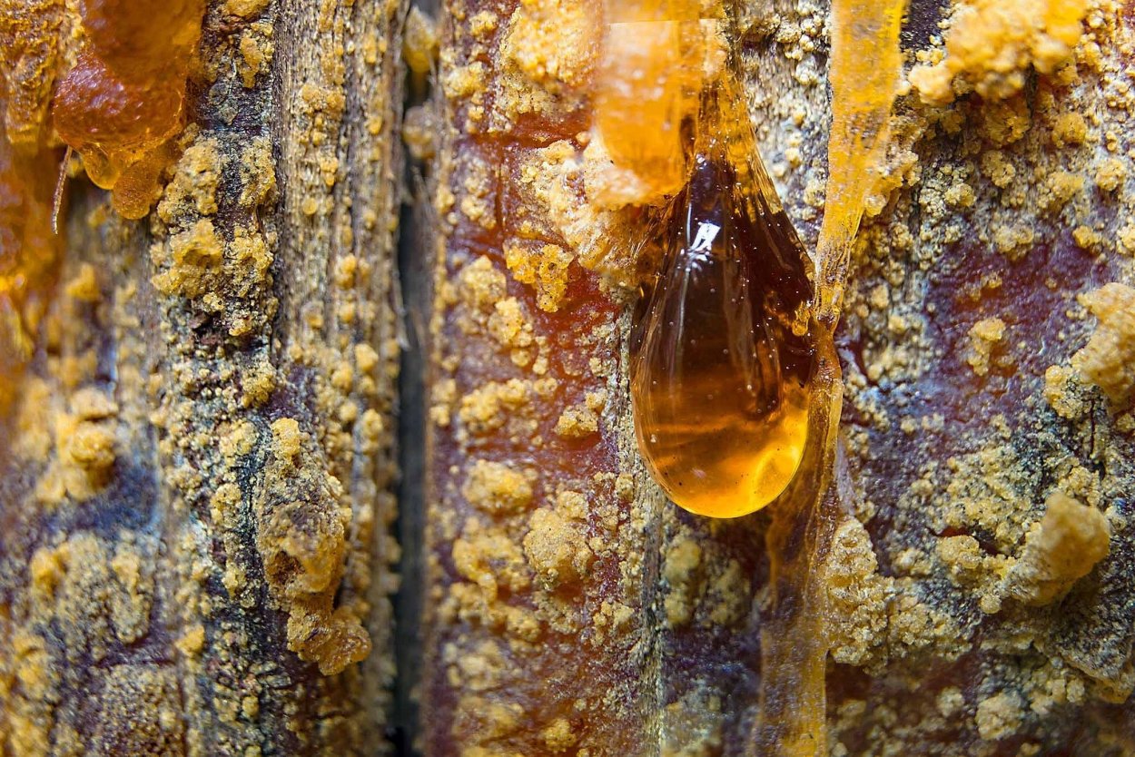 Янтарь в природе фото