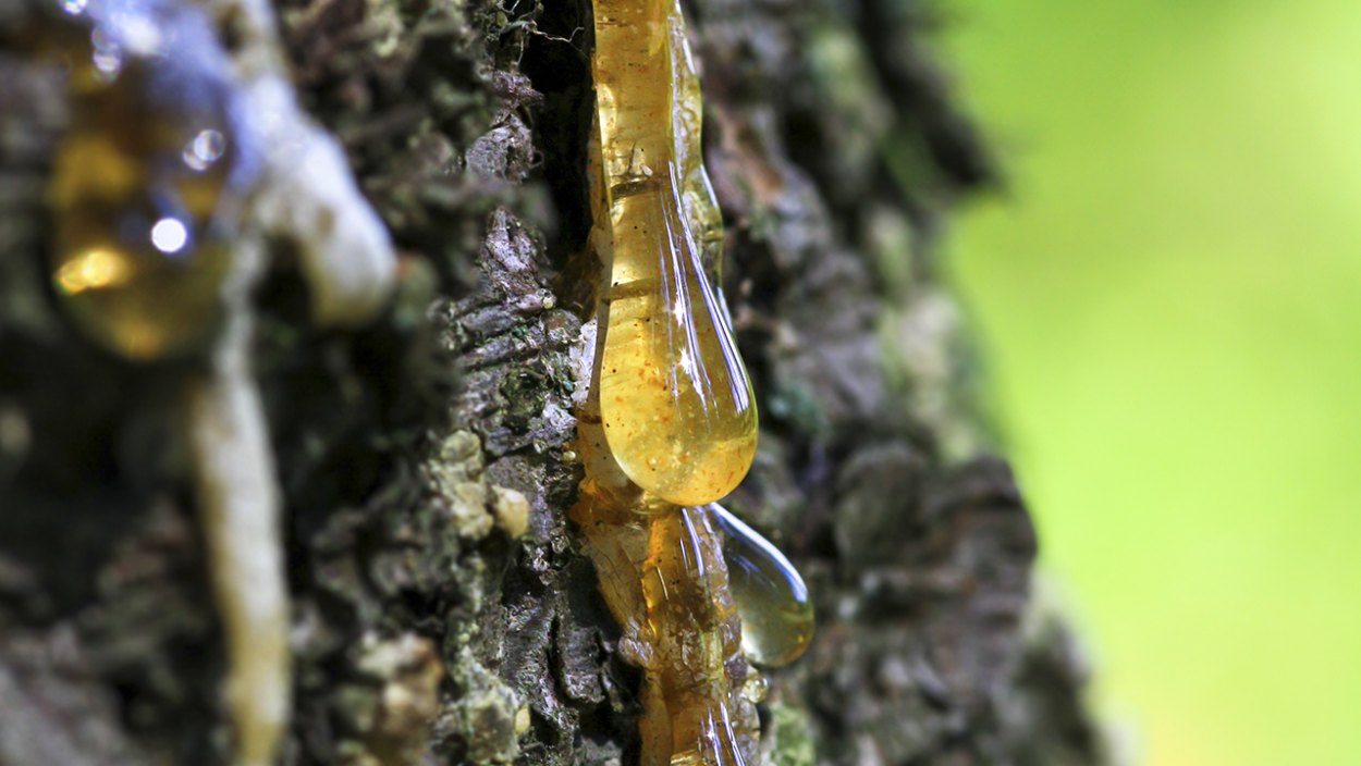 Пихтовая Живица