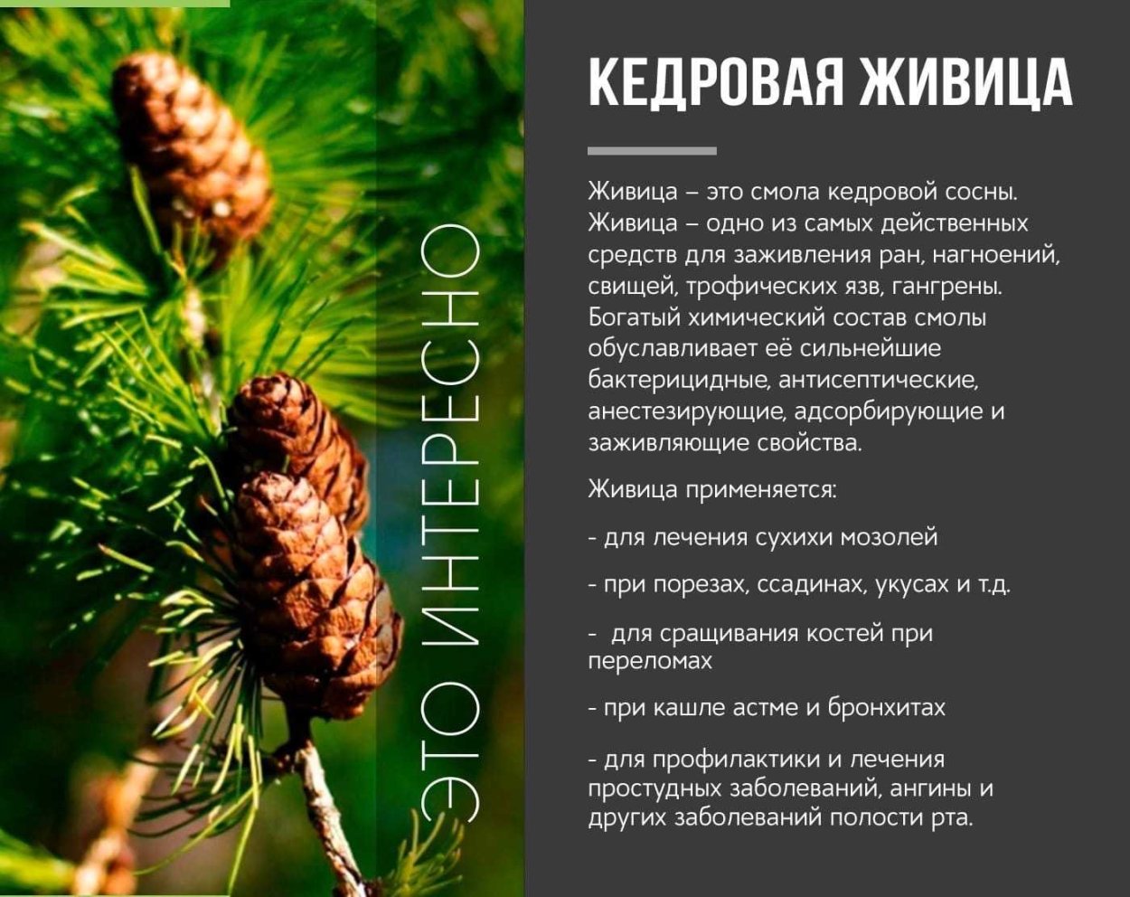 Коростелев Кедровая Живица