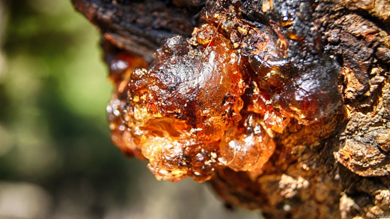 Живица смола хвойных деревьев