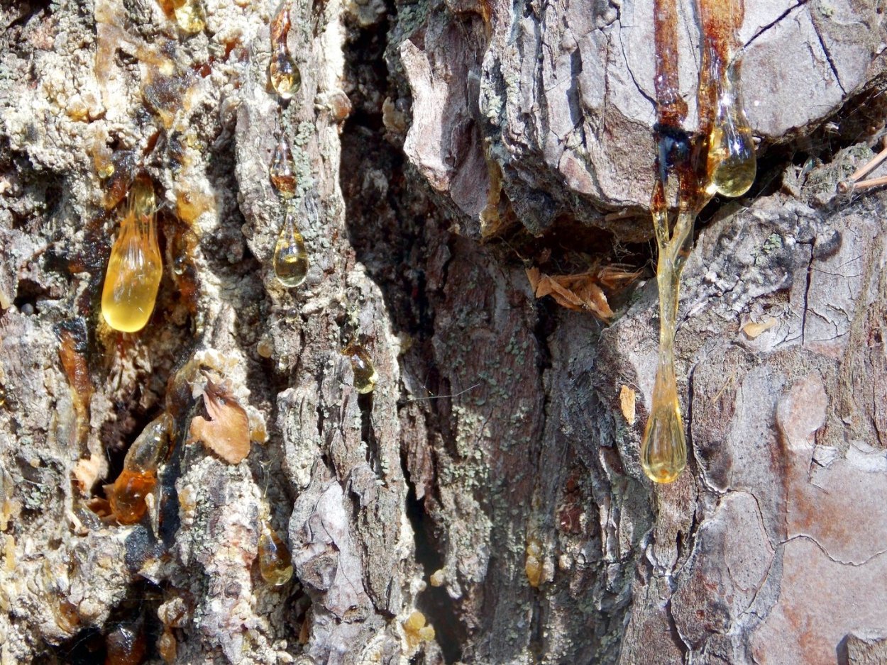 Янтарь смола на дереве