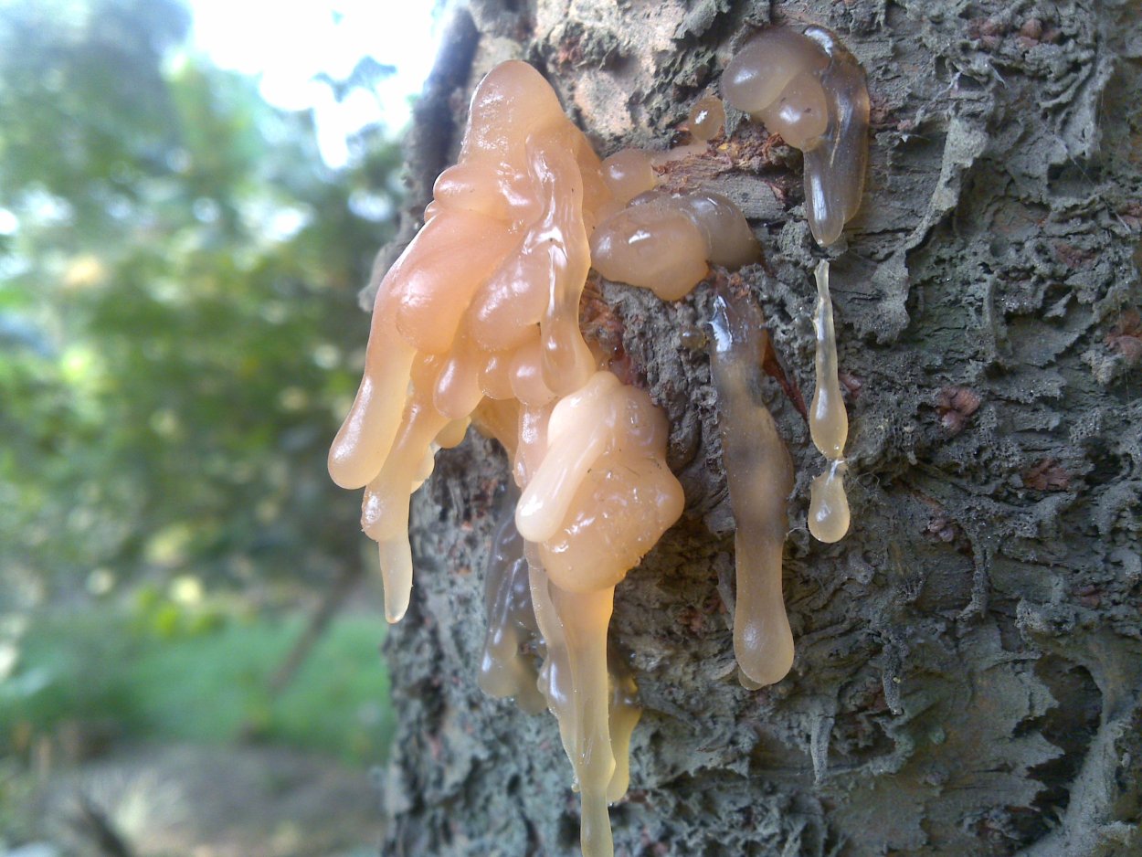 Белая смола на сосне