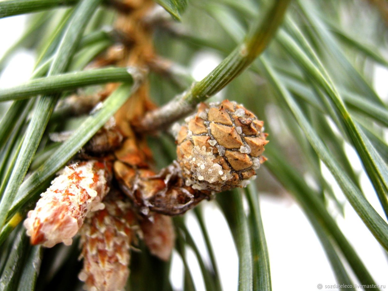 Смола на шишках сосны