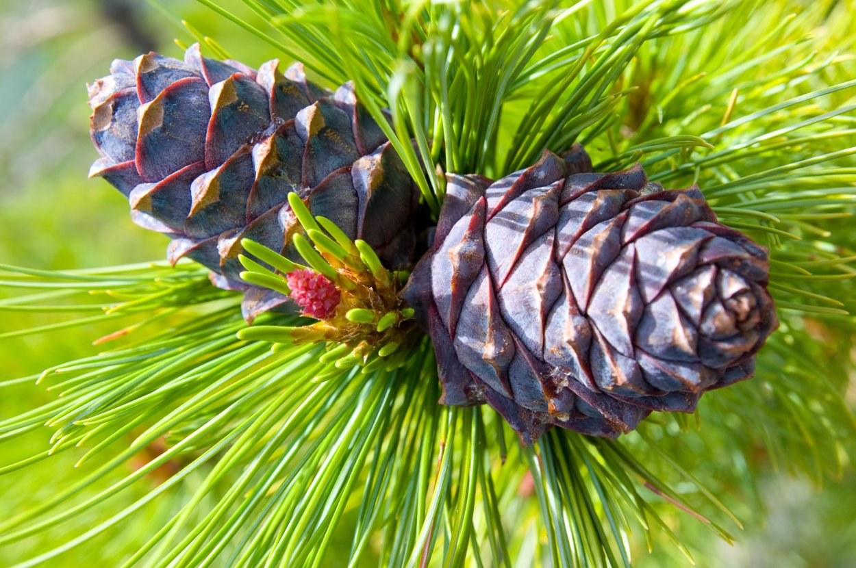 Кедровый стланик ветка