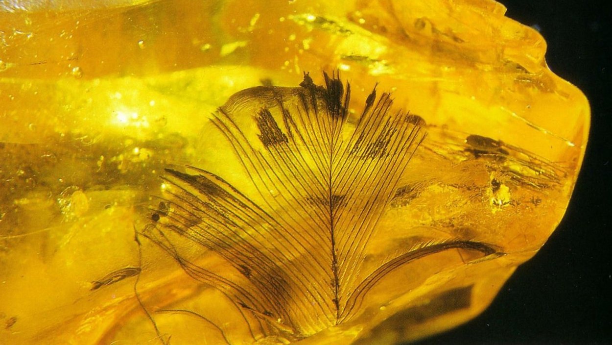 Янтарь окаменевшая смола