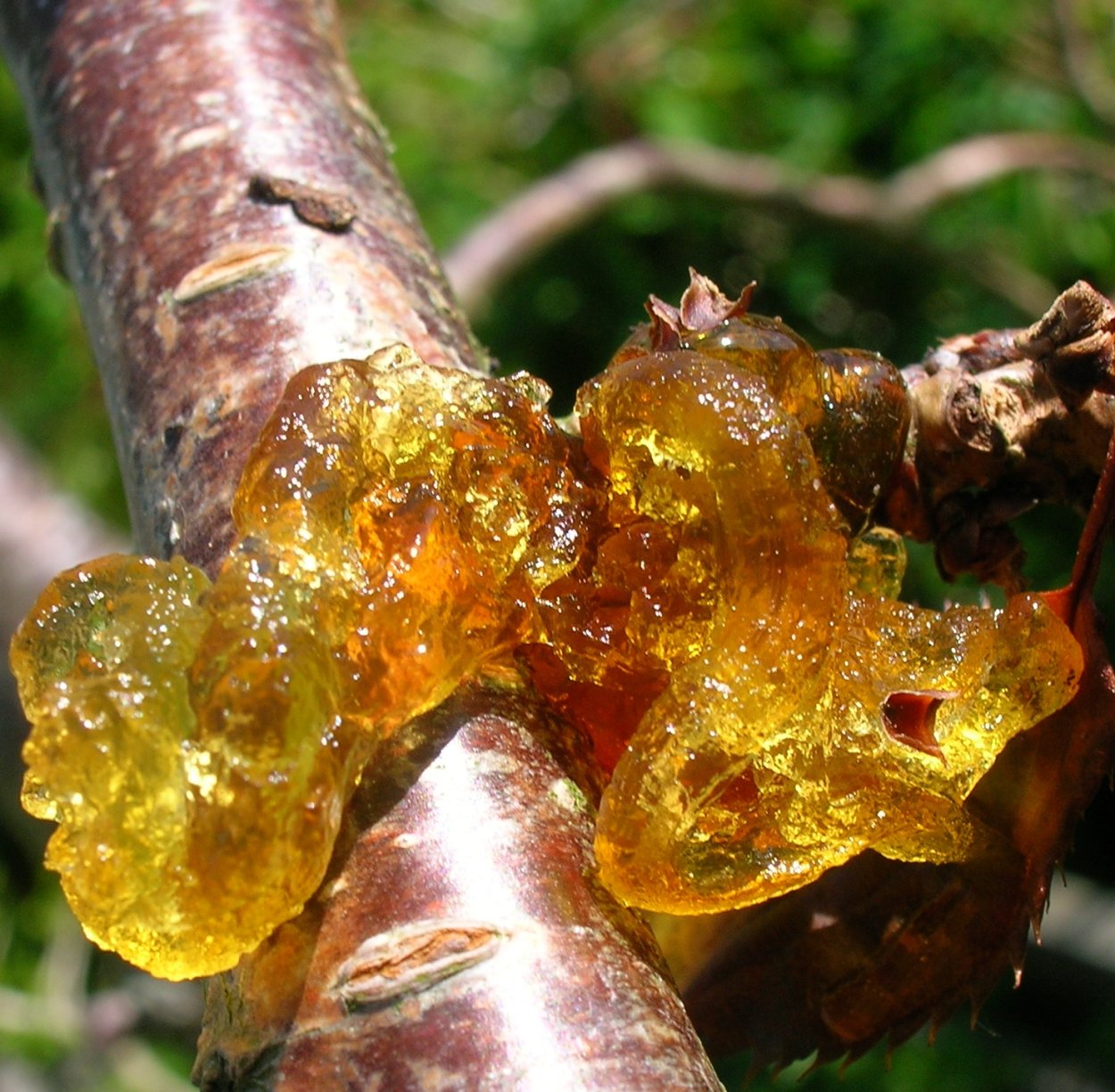 Камедетечение гоммоз вишни