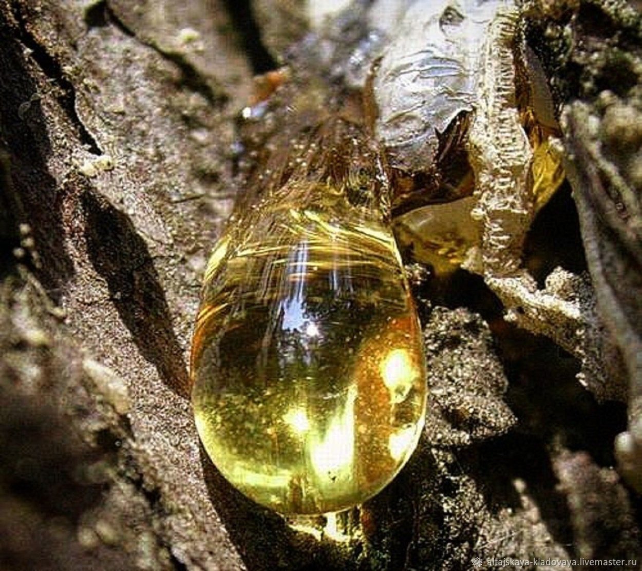 Смола кедра