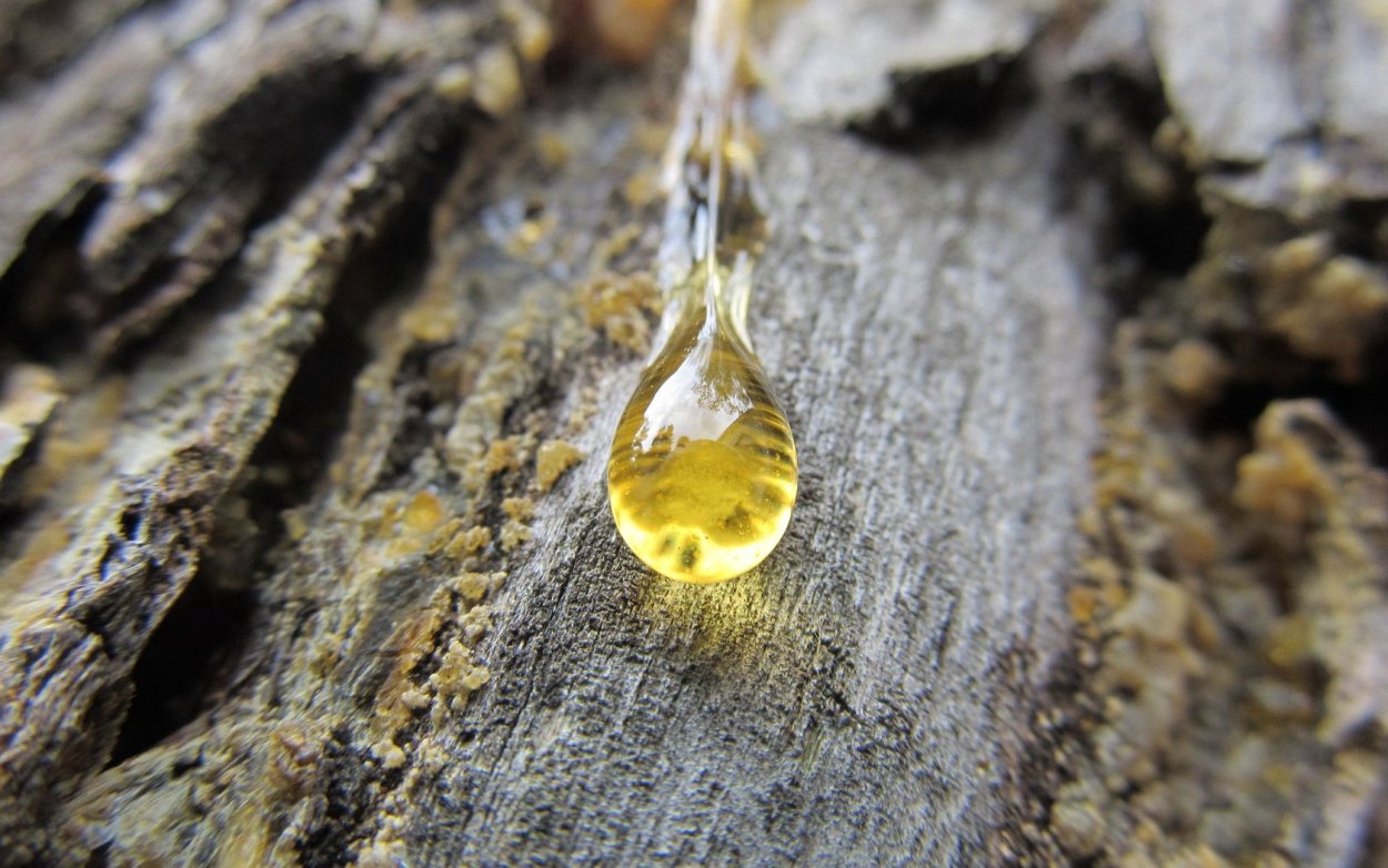 Смола Живица