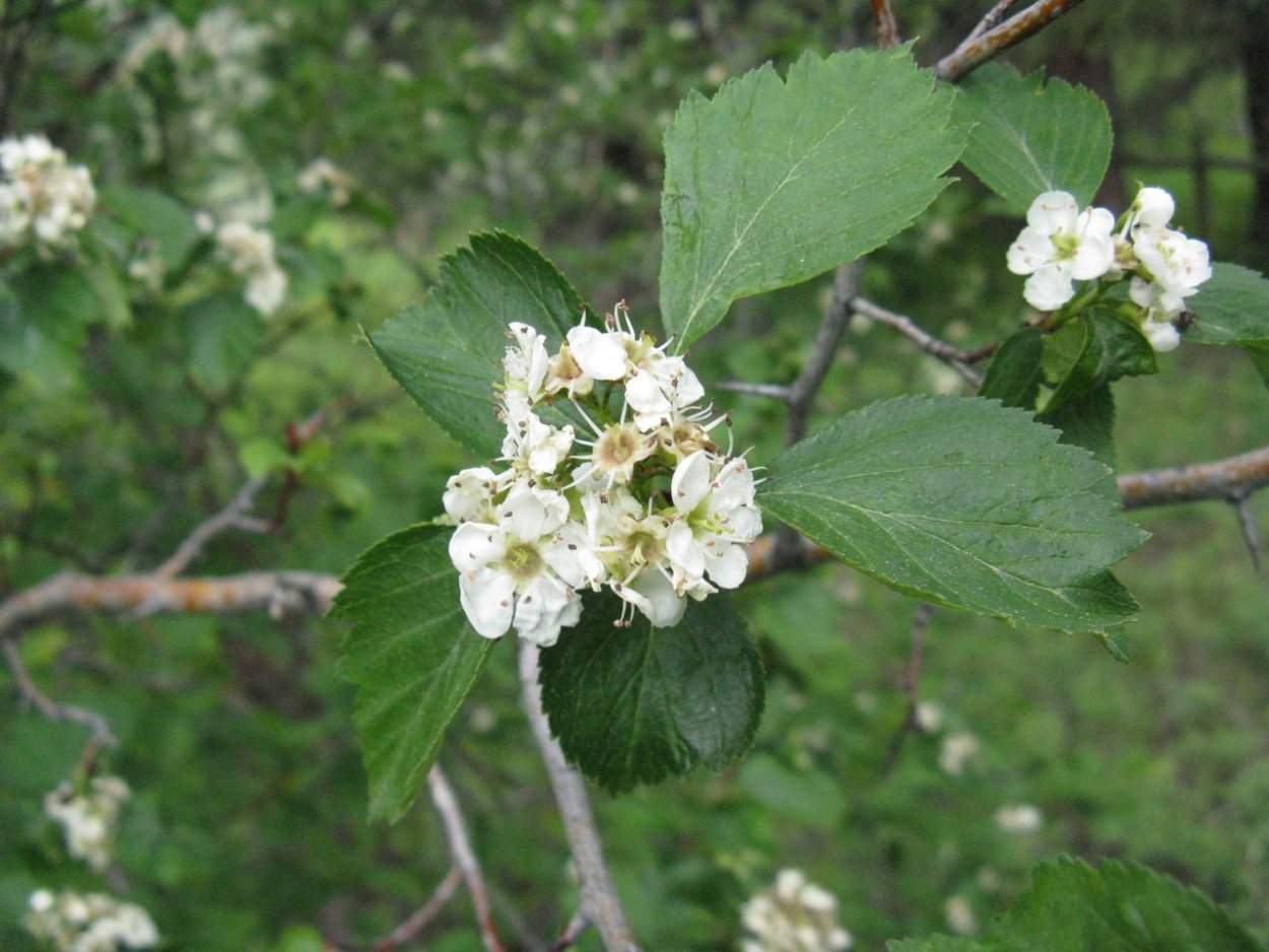 Боярышник Дугласа Crataegus