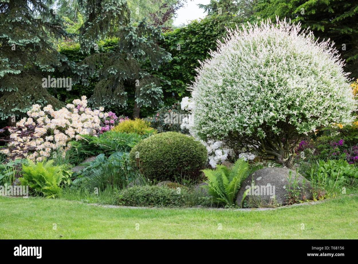 Ива цельнолистная Хакуро-нишики