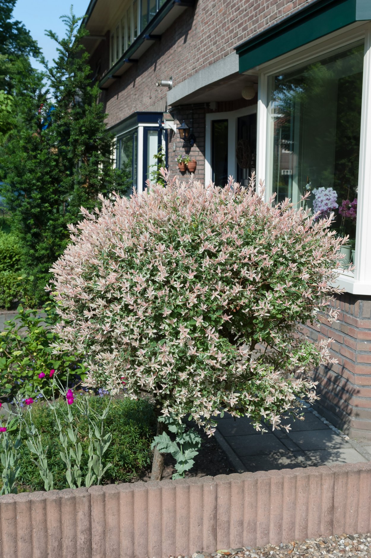 Кустарник Ива Хакуро нишики