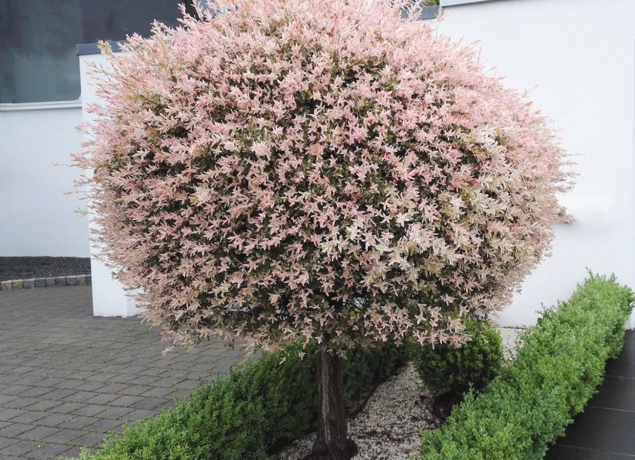 Штамбовая Ива Хакуро нишики