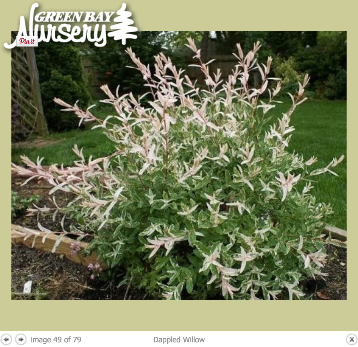 Ива цельнолистная цветение