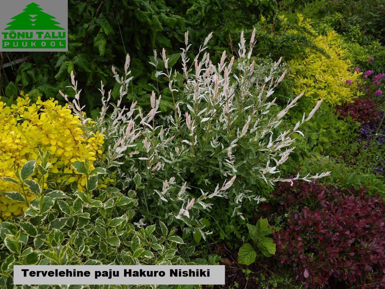 Хакуро нишики дерен