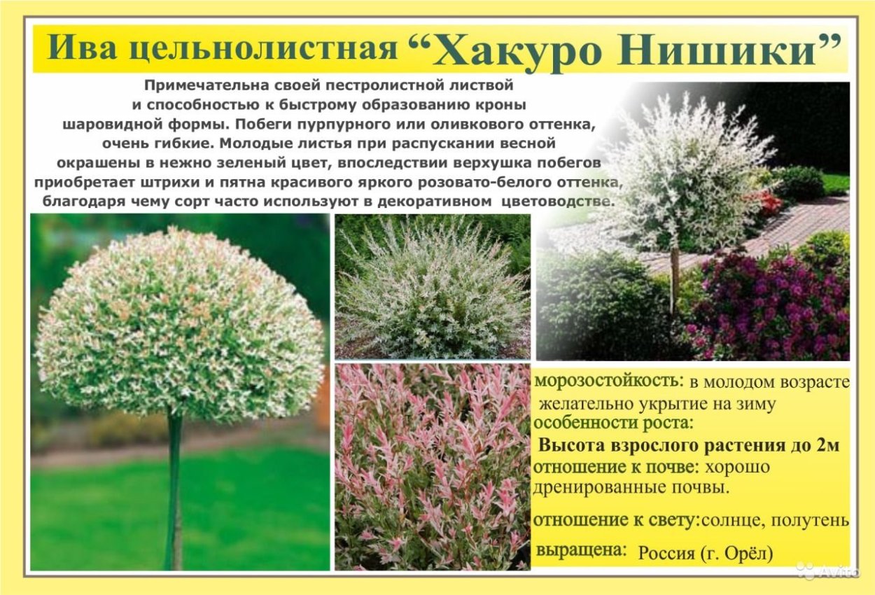 Стрижка ивы Хакуро нишики