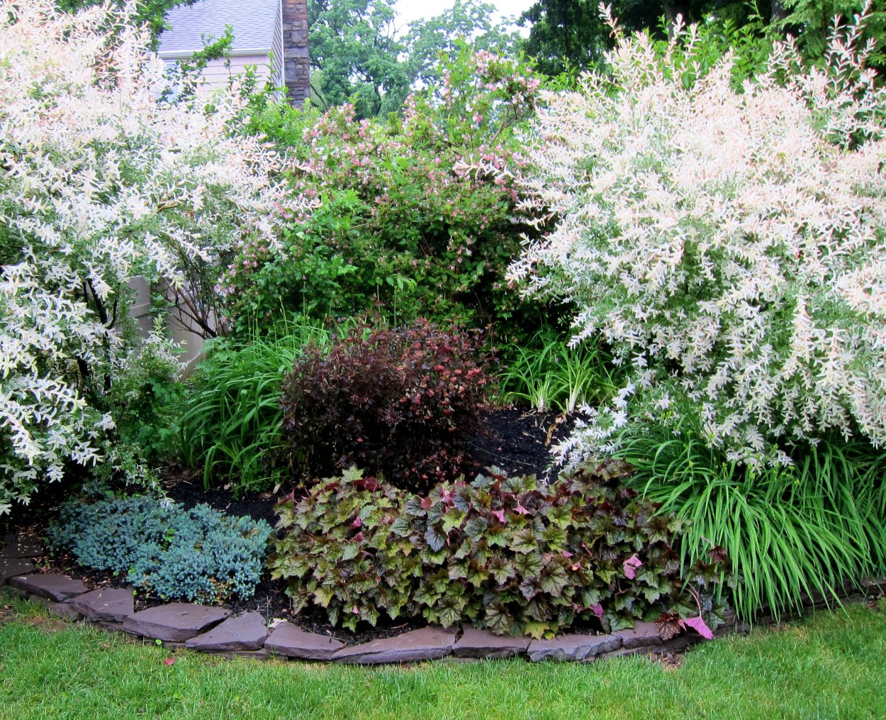 Дерен спирея Барбарис