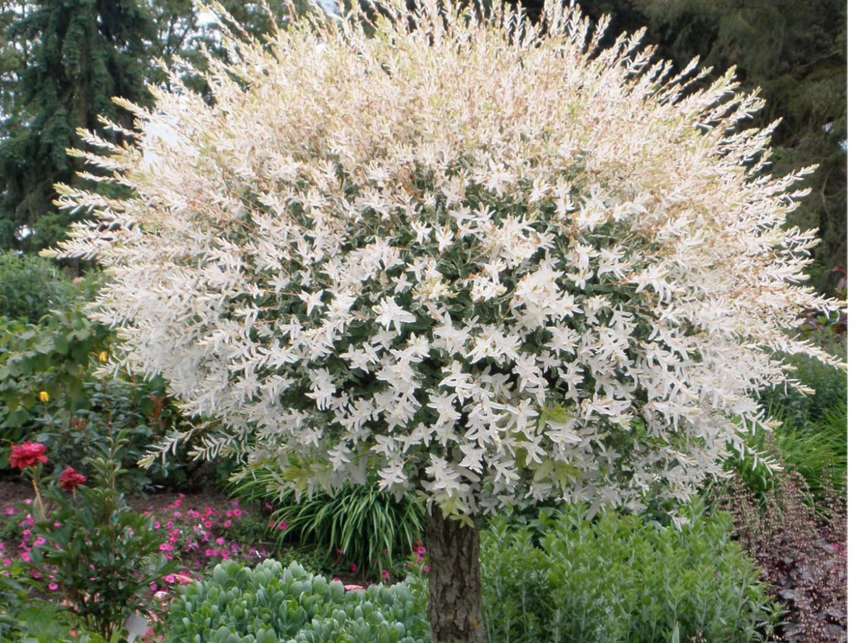 Ива Хакуро нишики