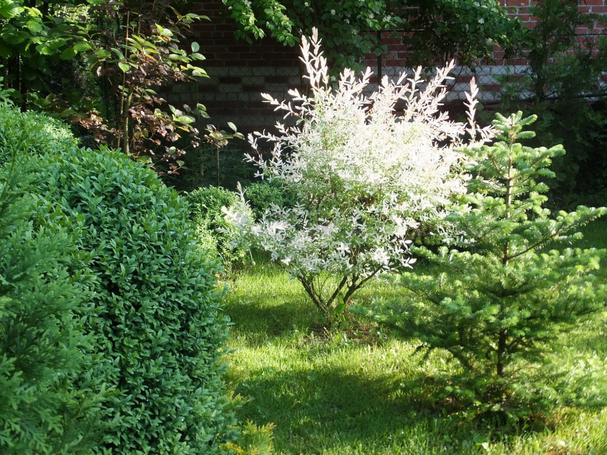 Ива цельнолистная "Hakuro nichiki" Salix "Hakuro nichiki"