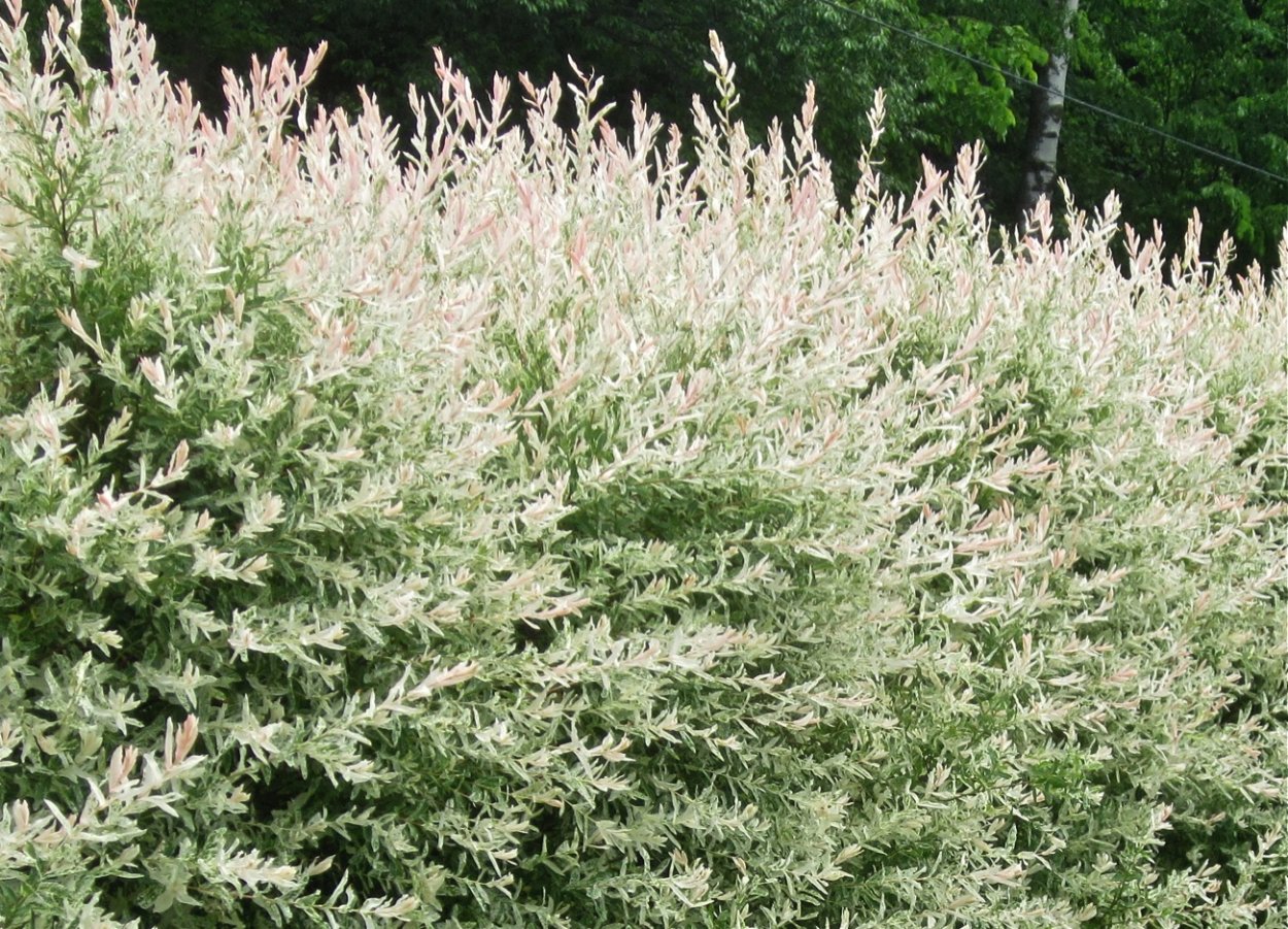 Ива цельнолистная (сорт 'Hakuro-Nishiki')