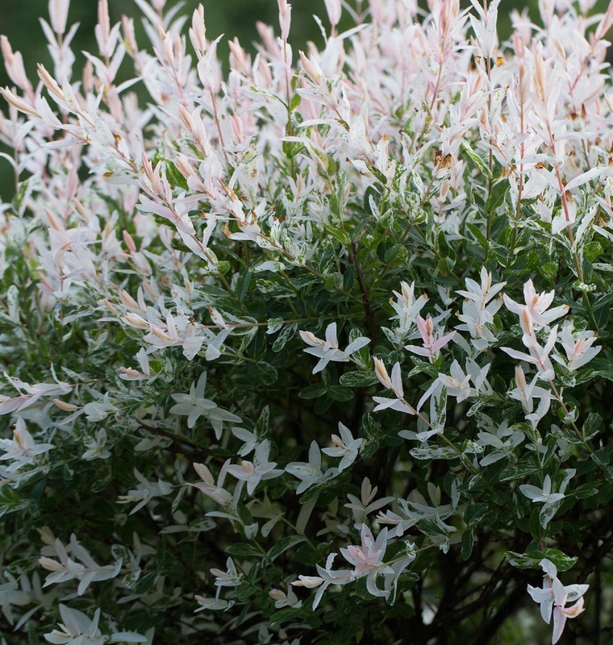 Ива цельнолистная (Salix Integra Hakuro Nishiki)