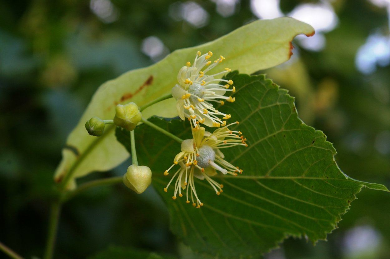 Дерево липа Максимовича
