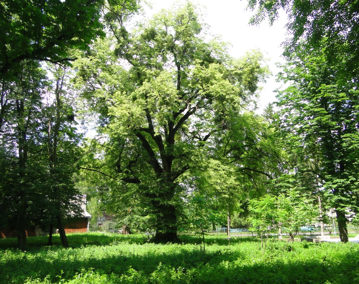 Липа Максимовича (Tilia maximowicziana).