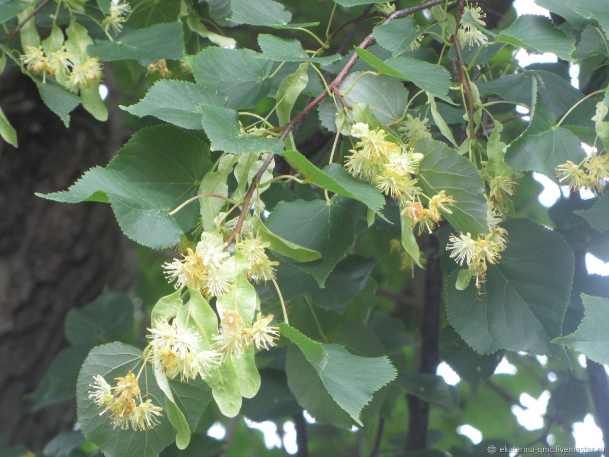 Липа Амурская, мелколистная