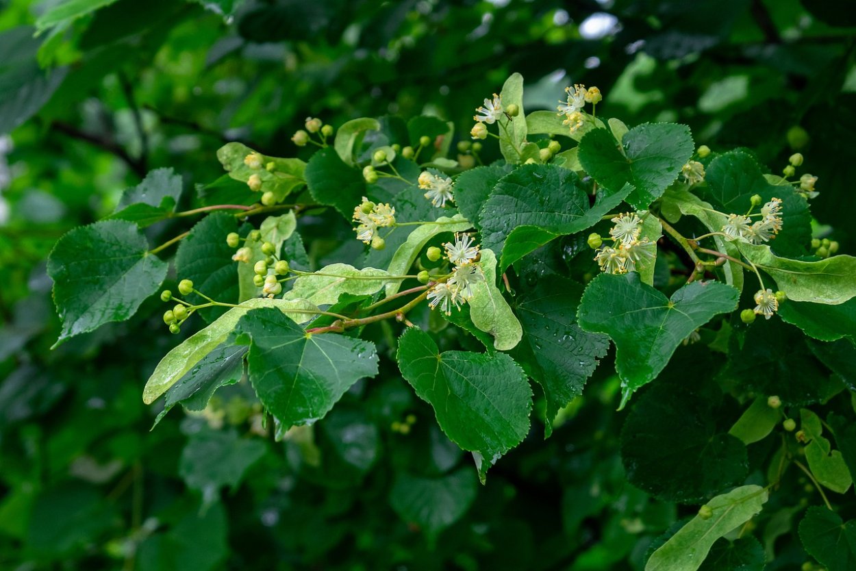 Липа ‘Odin’ Tilia ‘Odin’