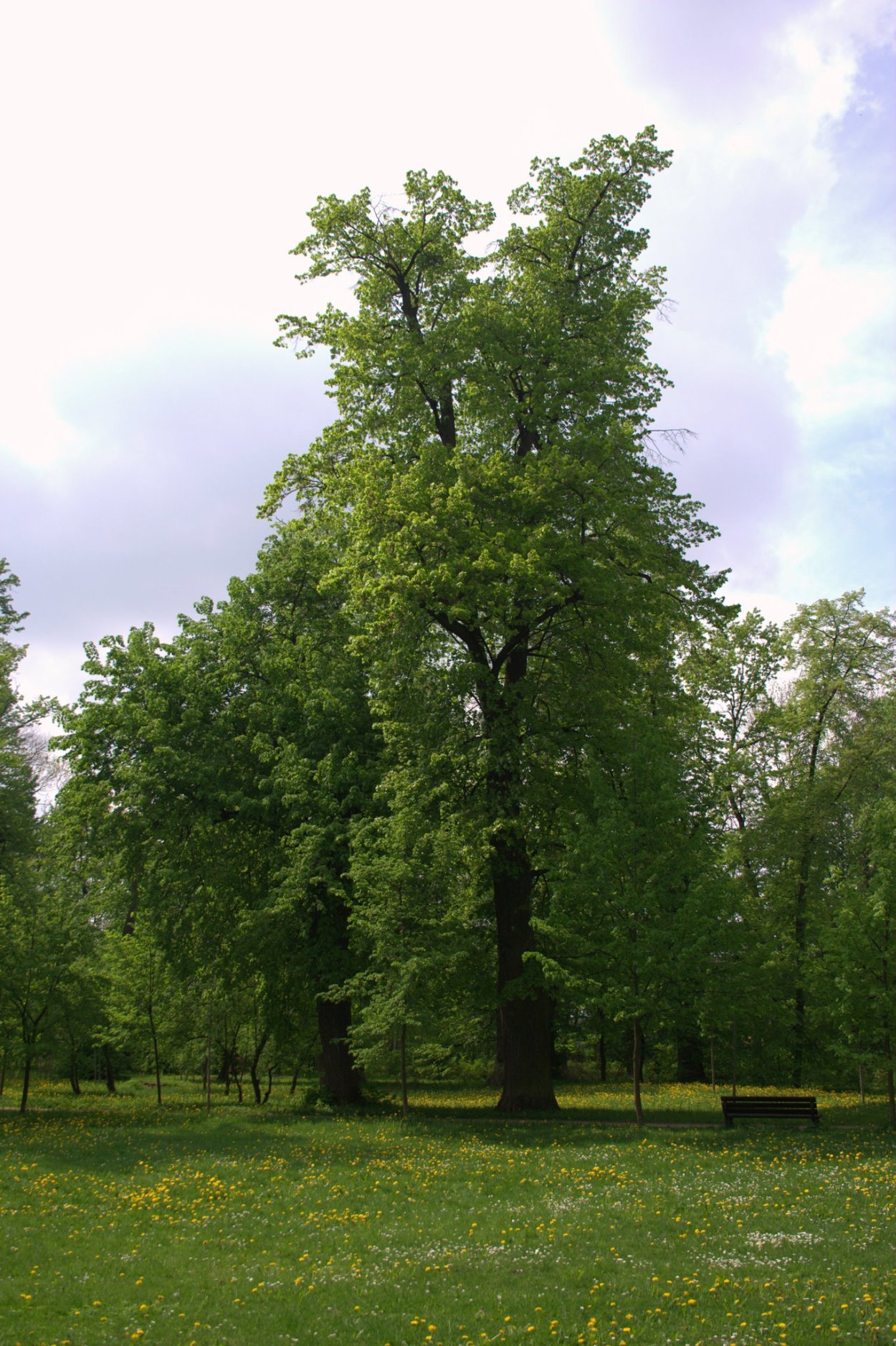 Липа Максимовича (Tilia maximowicziana).