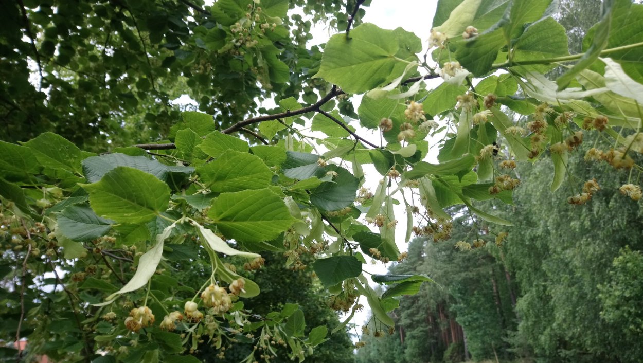 Липа мелколистная медонос