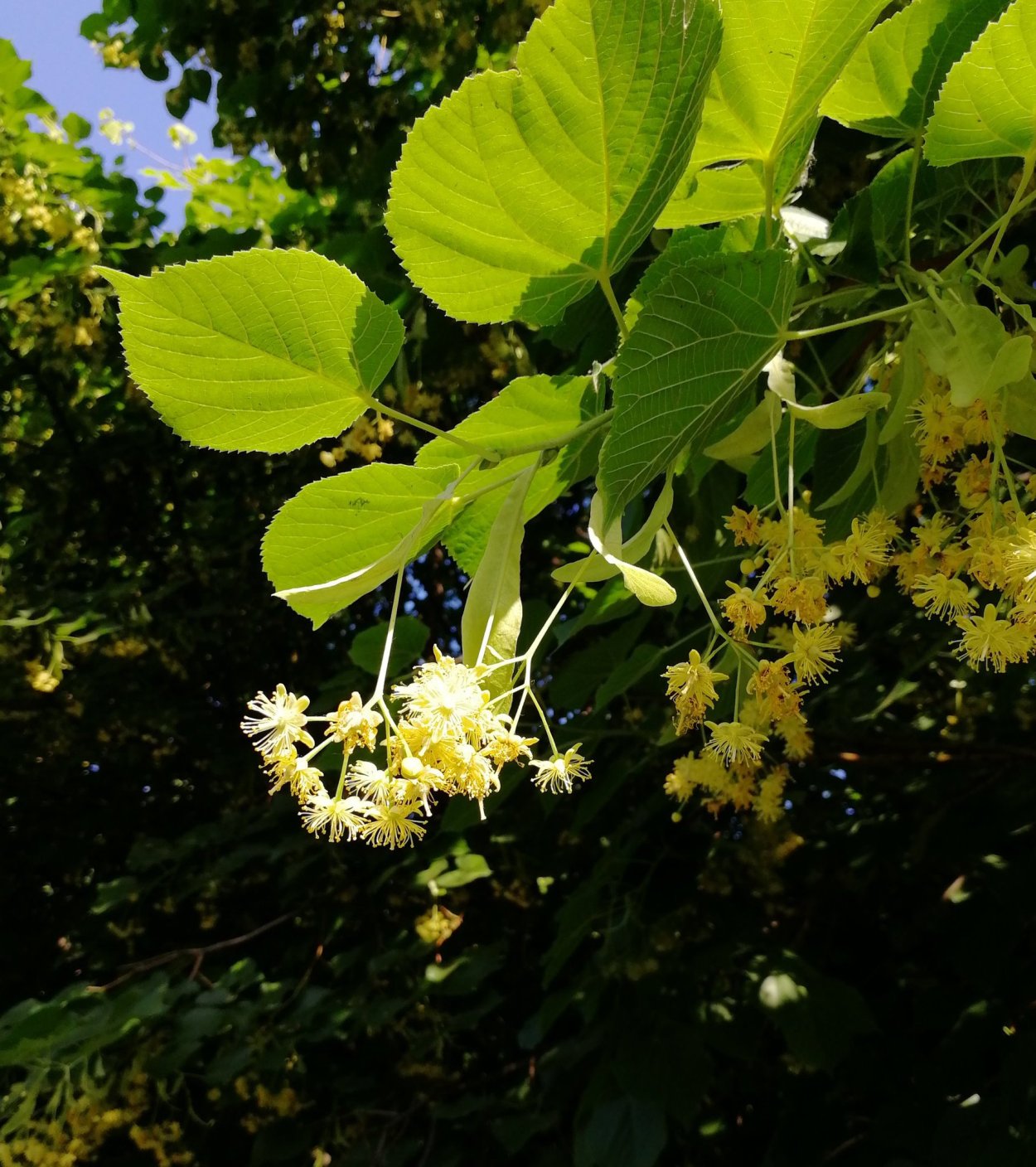 Липа мелколистная цветение