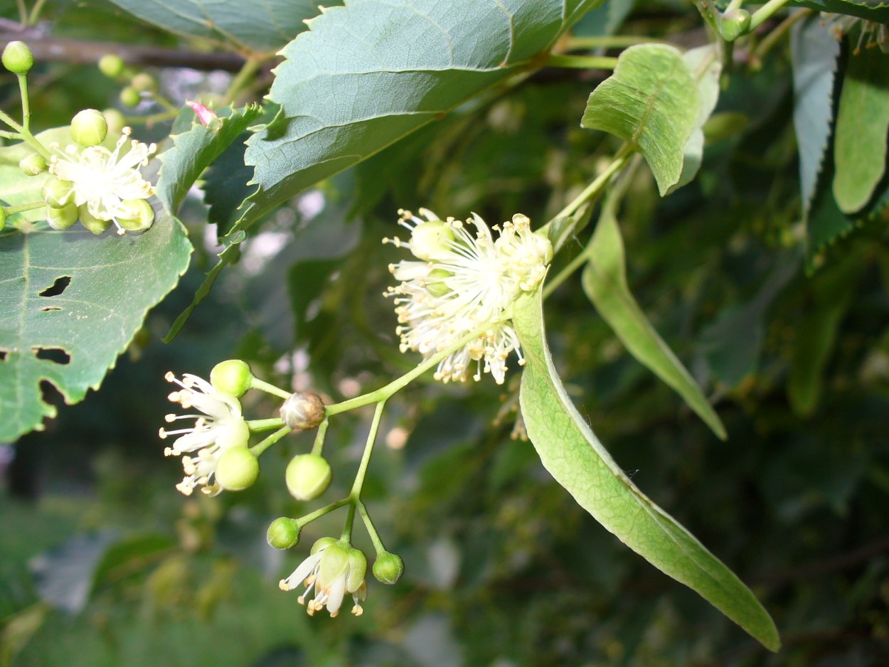 Липа сердцевидная соцветие