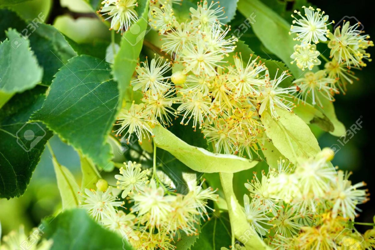 Липовый цвет фрукт