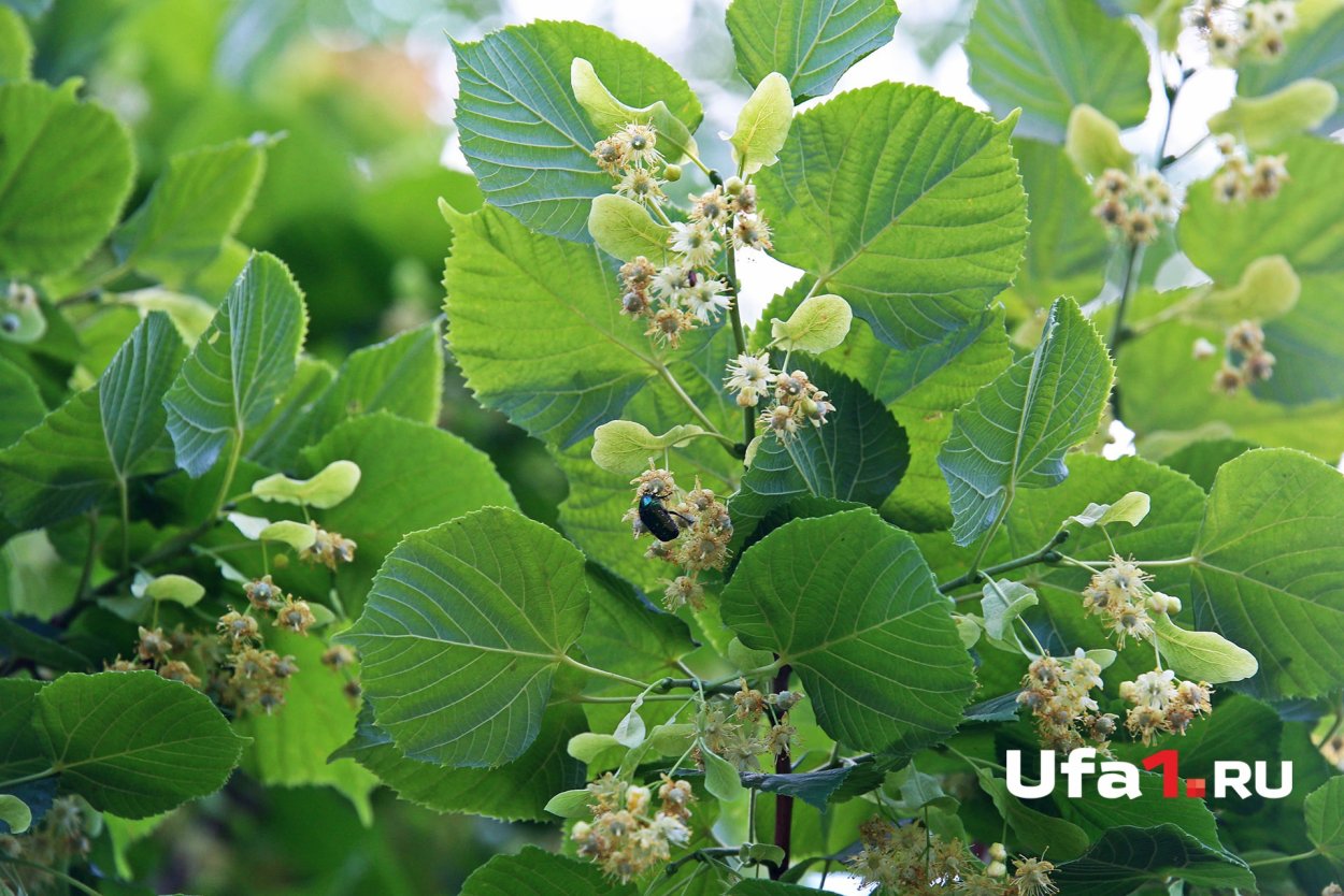 Уфимские липы дом