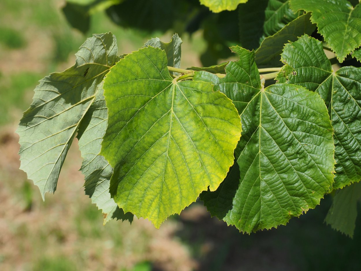 Липа войлочная Брабант