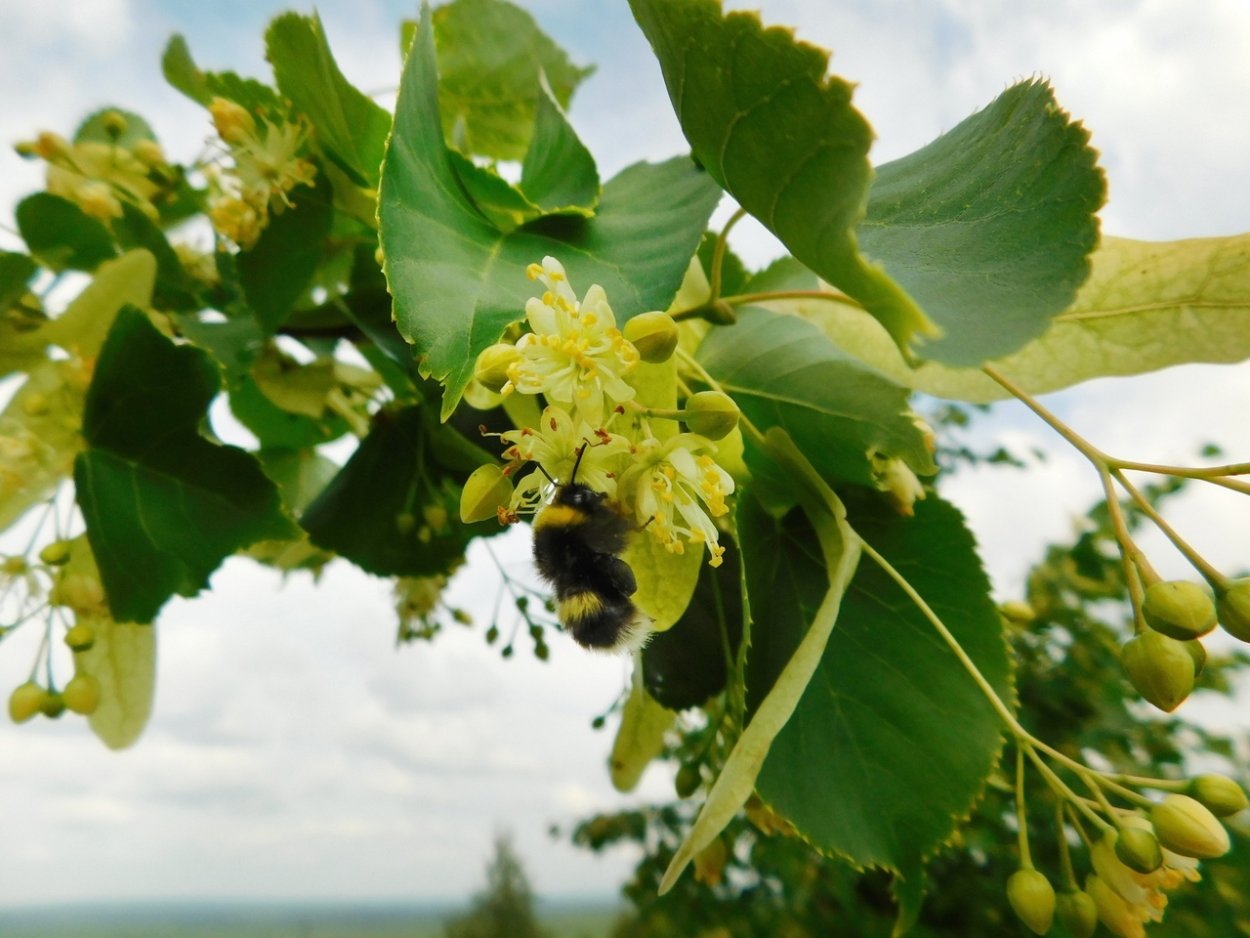 Смородина щетинистая