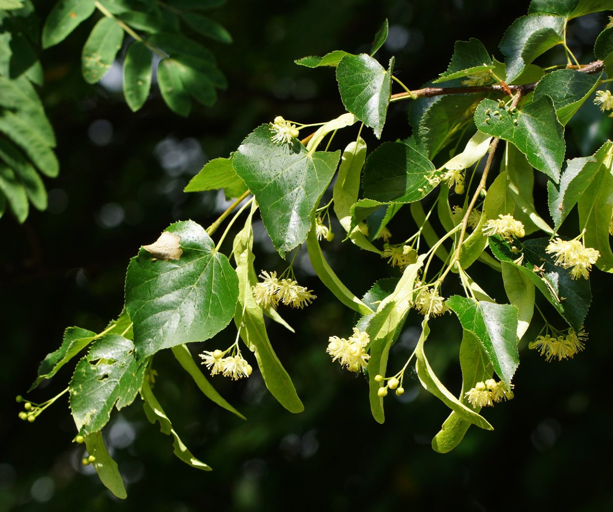 Липа Tilia platyphyllos