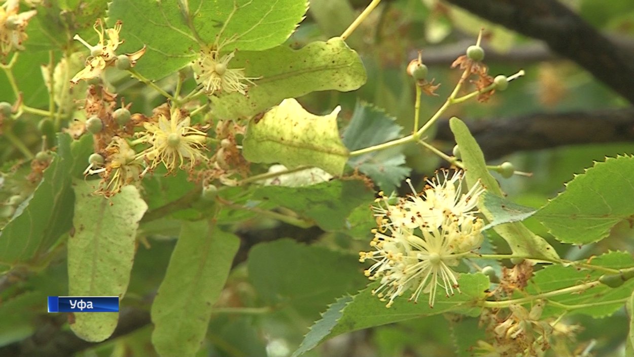 Липа Амурская фото дерева и листьев