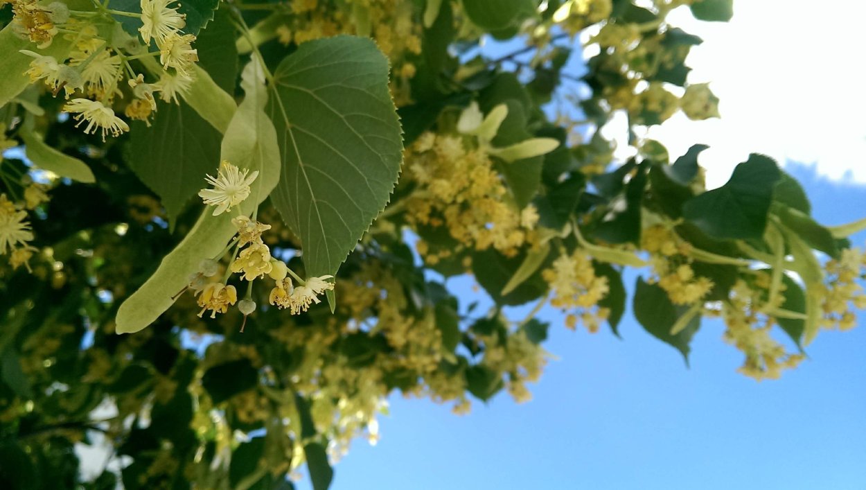 Липа Сибирская цветение