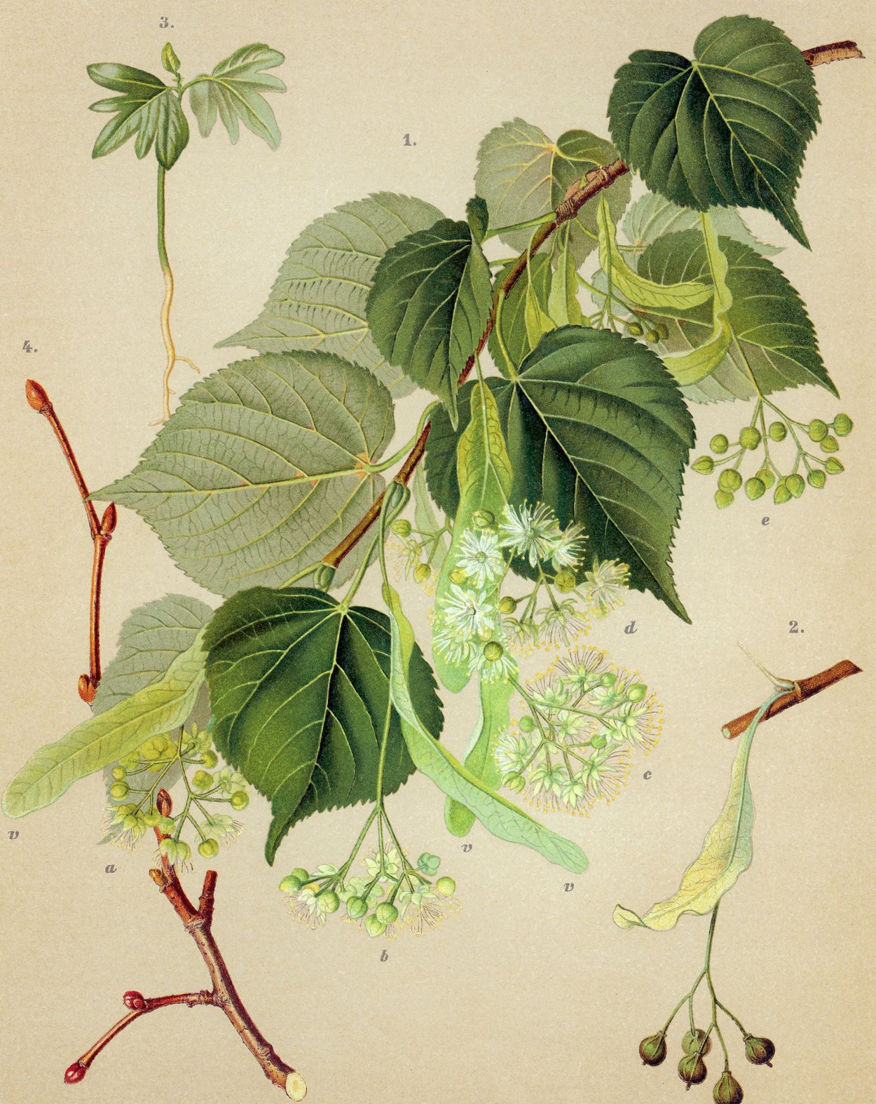 Липа сердцевидная ботаника