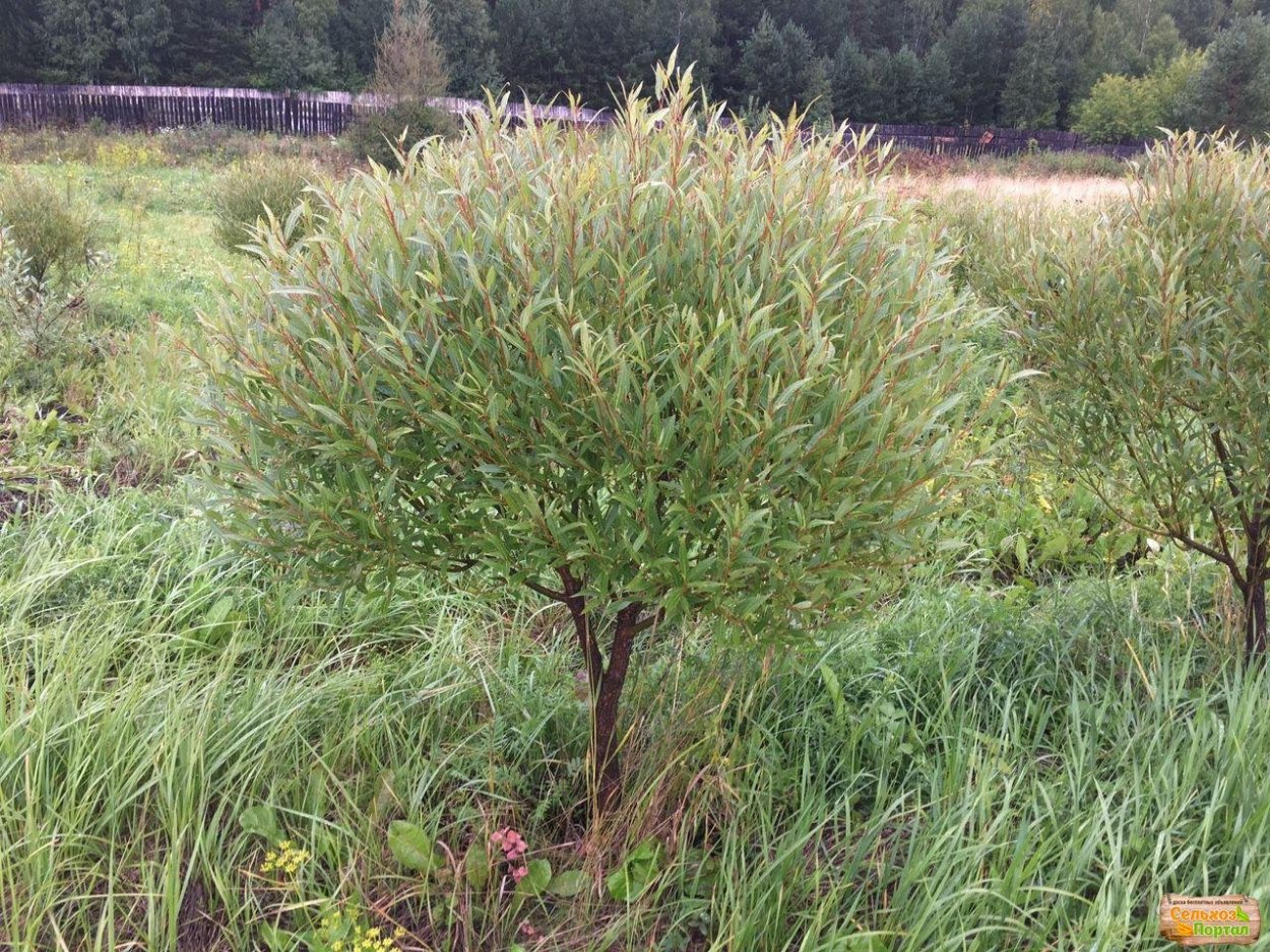 Ива Булата шаровидная