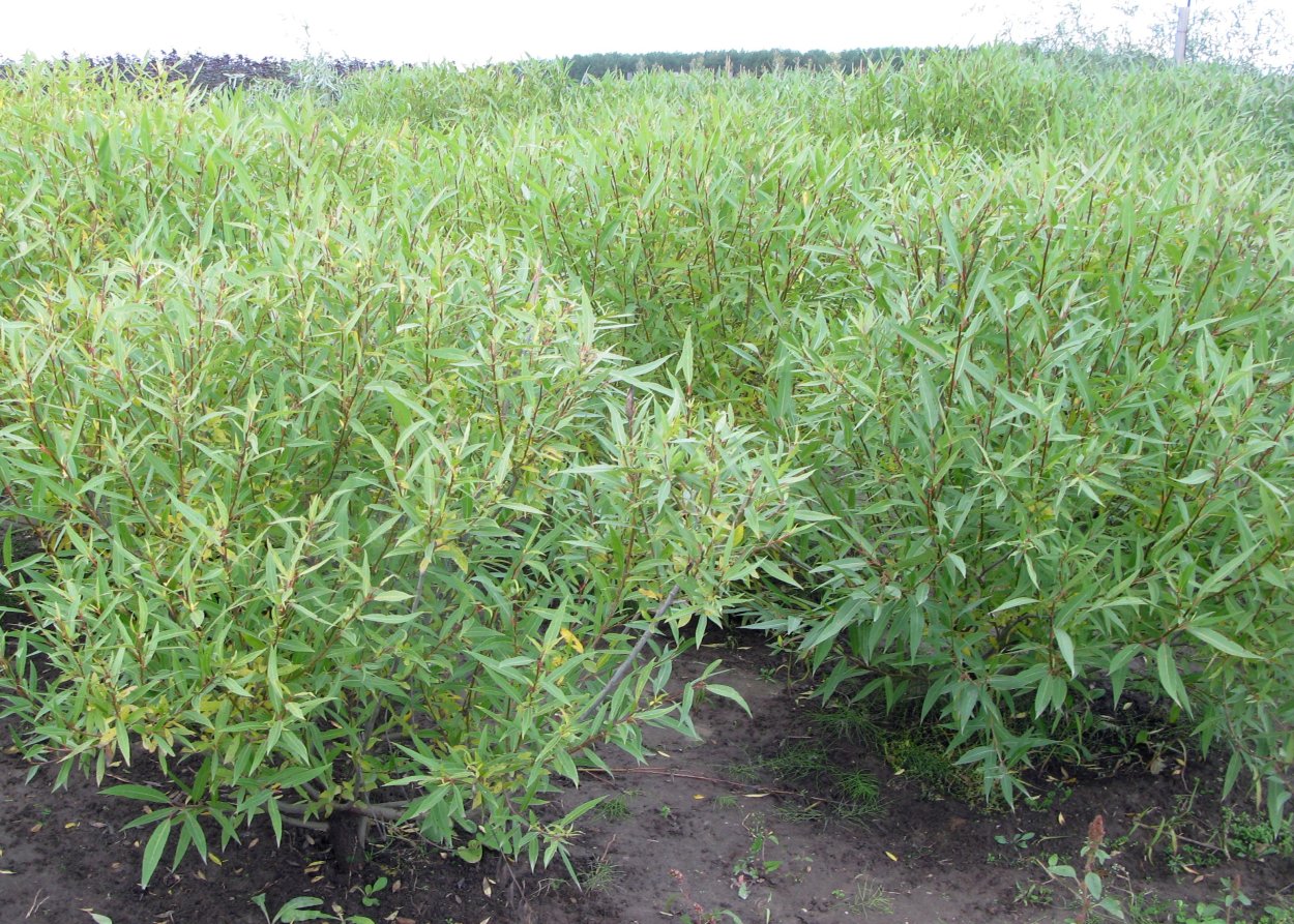 Ива шаровидная Salix fragilis globosa