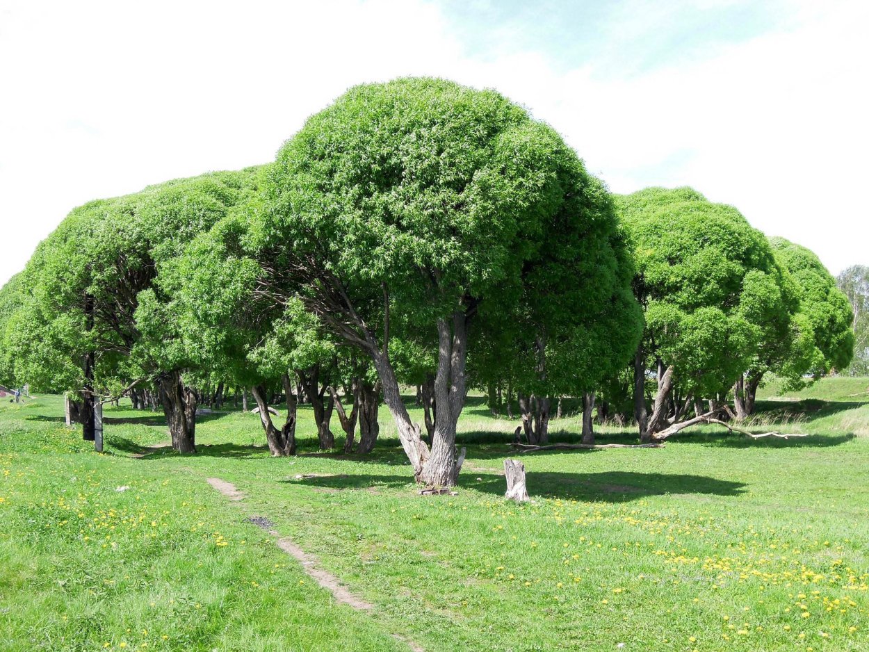 Ива ломкая шаровидная