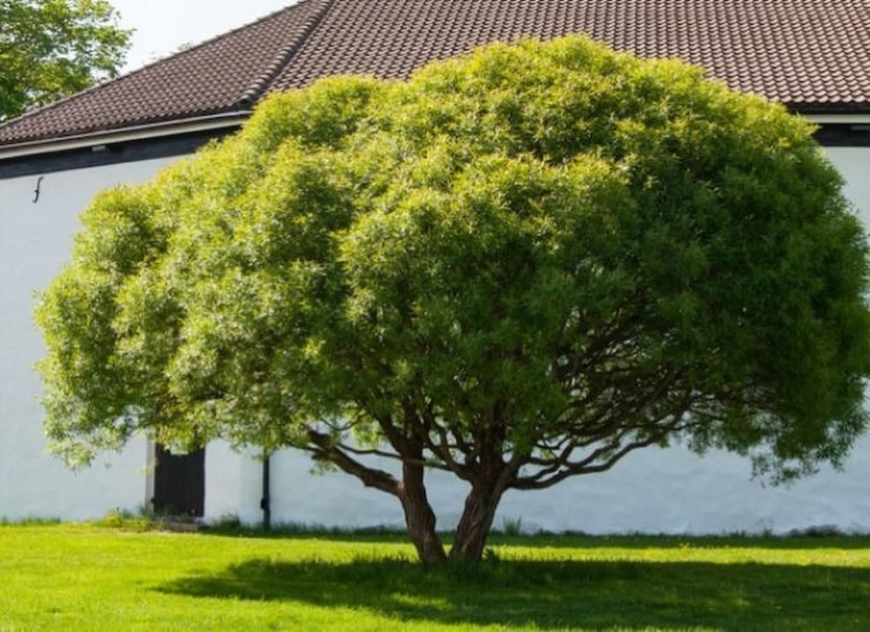 Ива ломкая bullata