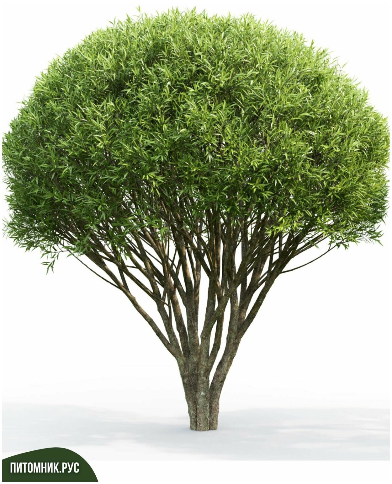 Ива ломкая Булата