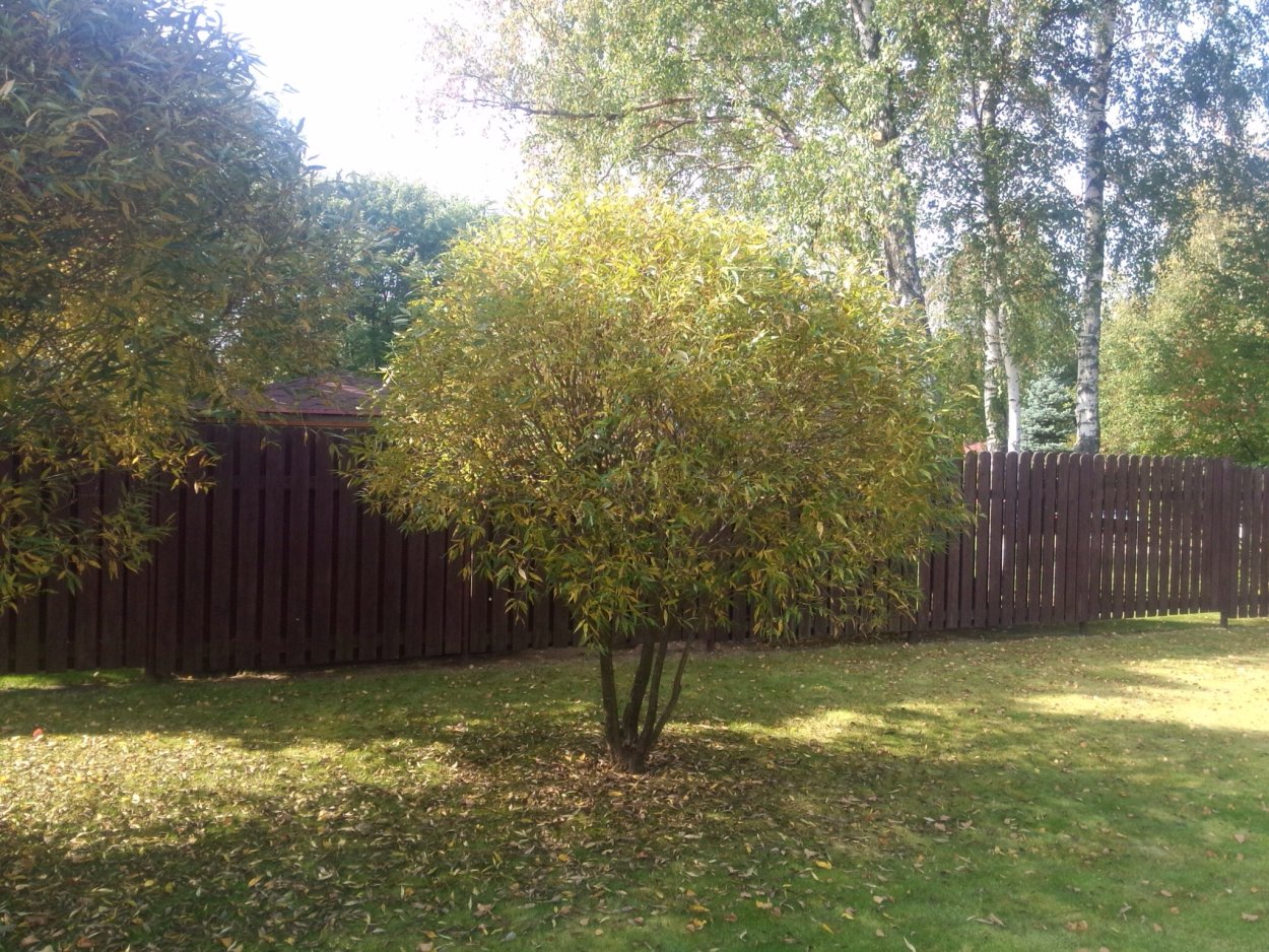 Ива Булата шаровидная