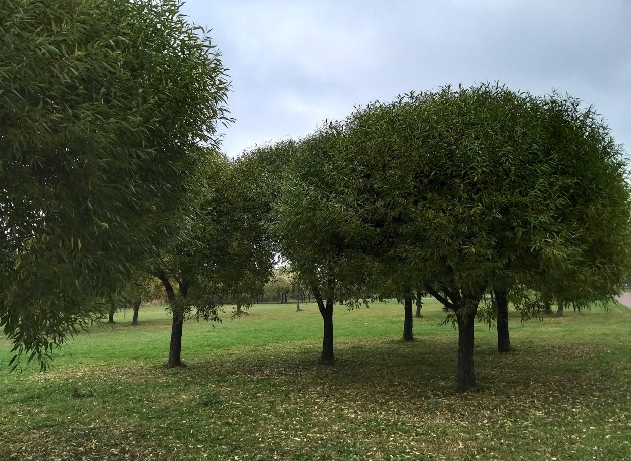 Ива ломкая шаровидная Булата